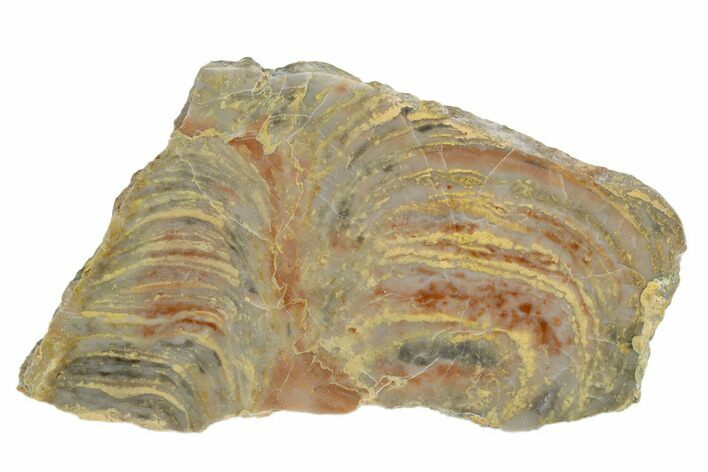Polished Stromatolite From Russia - Million Years #180023